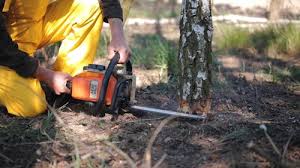 Best Commercial Tree Services  in Gladeview, FL