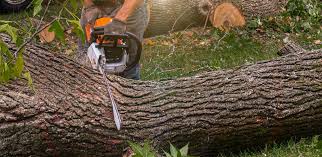 Best Tree Maintenance Programs  in Gladeview, FL