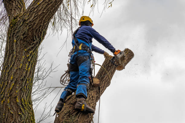 Mulching Services in Gladeview, FL