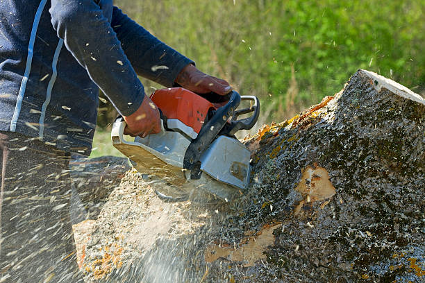 Best Tree Preservation Services  in Gladeview, FL