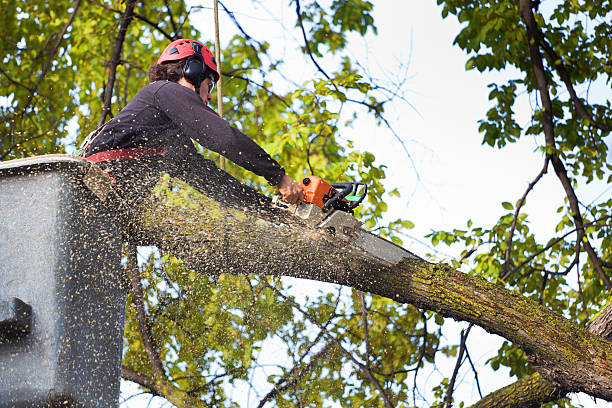 Best Leaf Removal  in Gladeview, FL