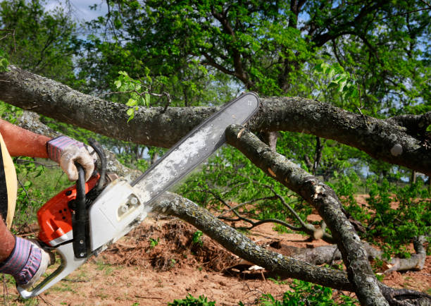 Best Fruit Tree Pruning  in Gladeview, FL